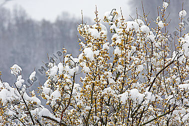 Blühender Dirndlstrauch im Schnee