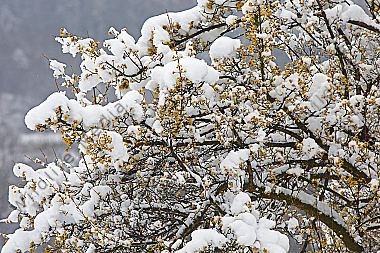 Blühender Dirndlstrauch im Schnee