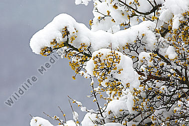Blühender Dirndlstrauch im Schnee