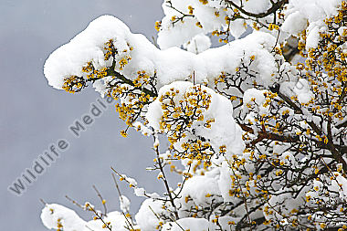 Blühender Dirndlstrauch im Schnee
