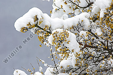 Blühender Dirndlstrauch im Schnee