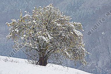 Blühender Dirndlstrauch im Schnee