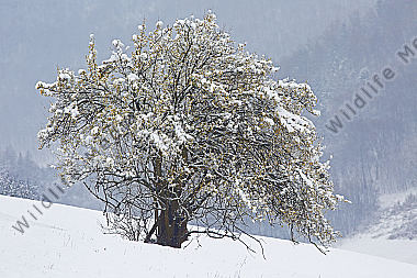 Blühender Dirndlstrauch im Schnee