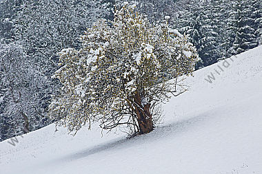 Blühender Dirndlstrauch im Schnee