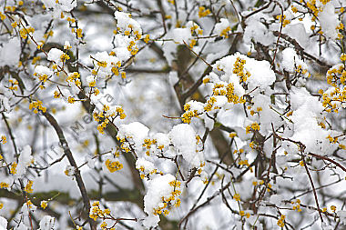 Blühender Dirndlstrauch im Schnee