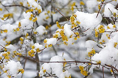 Blühender Dirndlstrauch im Schnee