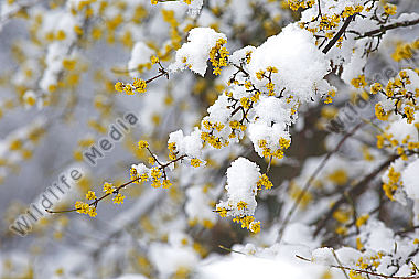 Blühender Dirndlstrauch im Schnee