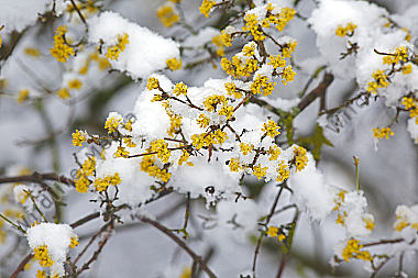 Blühender Dirndlstrauch im Schnee