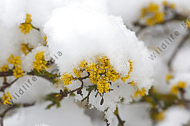 Blühender Dirndlstrauch im Schnee