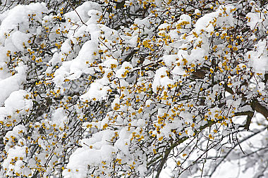 Blühender Dirndlstrauch im Schnee