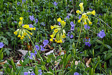 Duftende Schlüsselblume