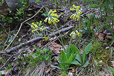 Duftende Schlüsselblume