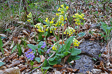 Duftende Schlüsselblume