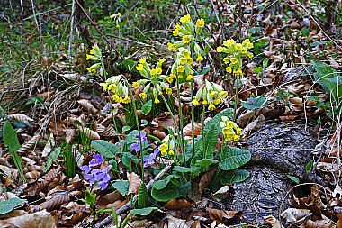 Duftende Schlüsselblume