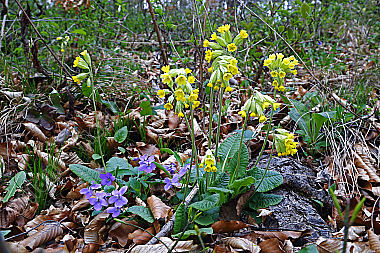 Duftende Schlüsselblume