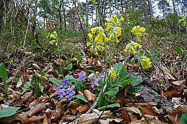 Duftende Schlüsselblume