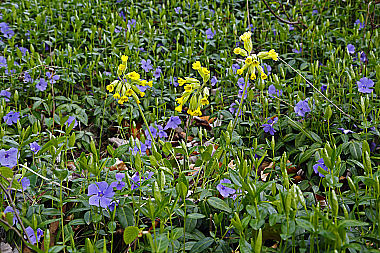 Duftende Schlüsselblume