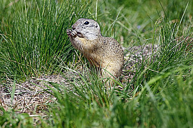 Ziesel