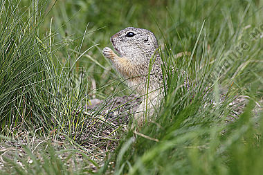 Ziesel