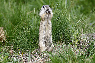 Ziesel