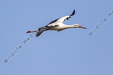 Ein Weißstorch im Flug