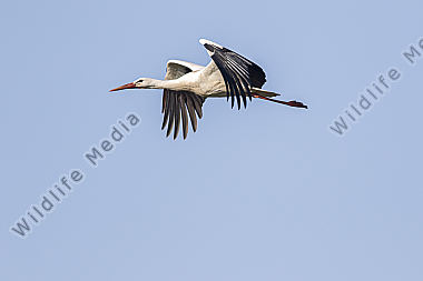 Ein Weißstorch im Flug