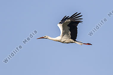 Ein Weißstorch im Flug
