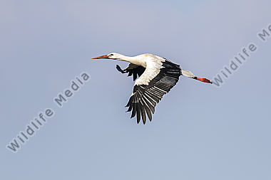 Ein Weißstorch im Flug
