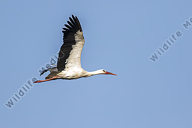 Ein Weißstorch im Flug