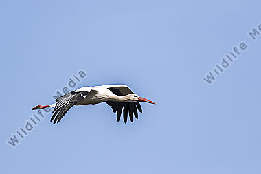 Ein Weißstorch im Flug