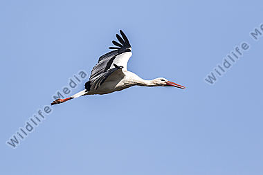 Ein Weißstorch im Flug