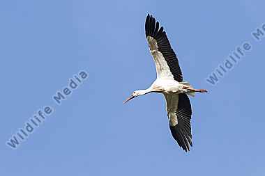 Ein Weißstorch im Flug