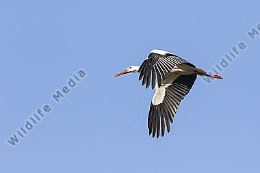 Ein Weißstorch im Flug