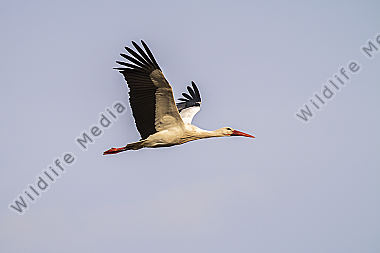 Ein Weißstorch im Flug
