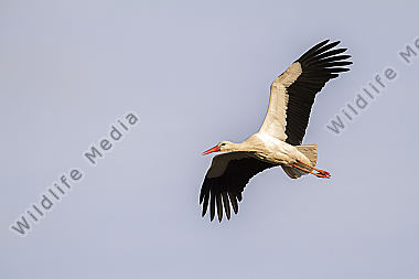 Ein Weißstorch im Flug
