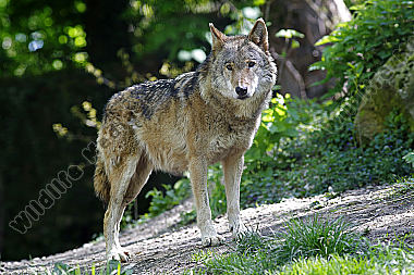 Europäischer Wolf