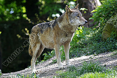 Europäischer Wolf