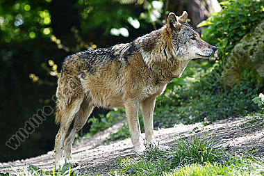 Europäischer Wolf