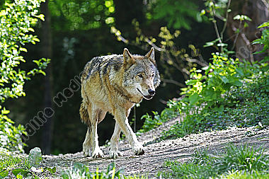 Europäischer Wolf
