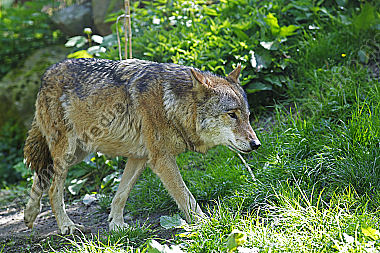 Europäischer Wolf