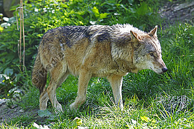 Europäischer Wolf