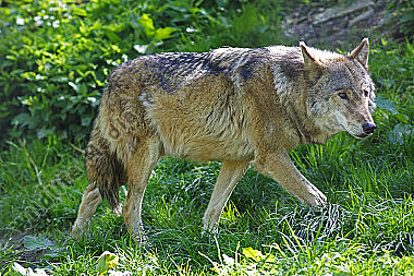 Europäischer Wolf