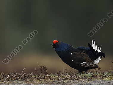 Das Birkhuhn Lyrurus tetrix oder auch Tetrao tetrix bei der Balz