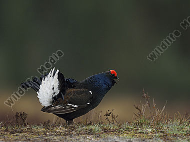 Das Birkhuhn Lyrurus tetrix oder auch Tetrao tetrix bei der Balz
