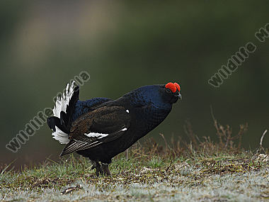 Das Birkhuhn Lyrurus tetrix oder auch Tetrao tetrix bei der Balz