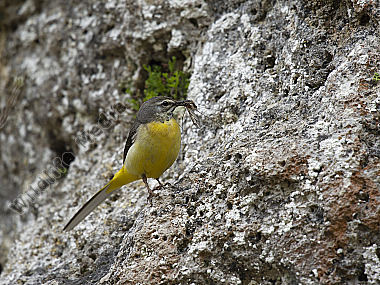 Gebirgsstelze Motacilla cinerea