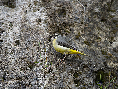 Gebirgsstelze Motacilla cinerea