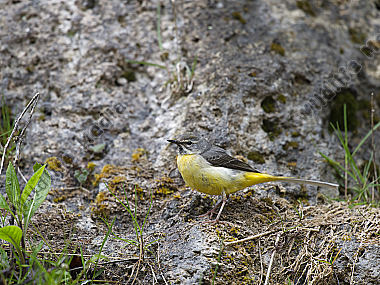 Gebirgsstelze Motacilla cinerea