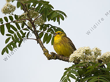 Goldammer Emberiza citrinella
