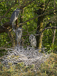 Graureiher oder Fischreiher Ardea cinerea